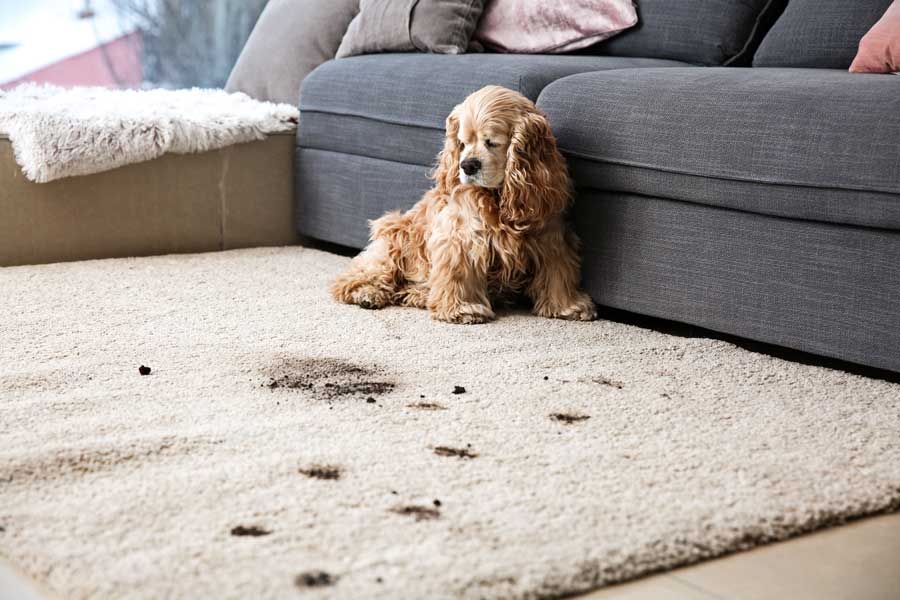 Keep Your Carpet Puppy Damage Free