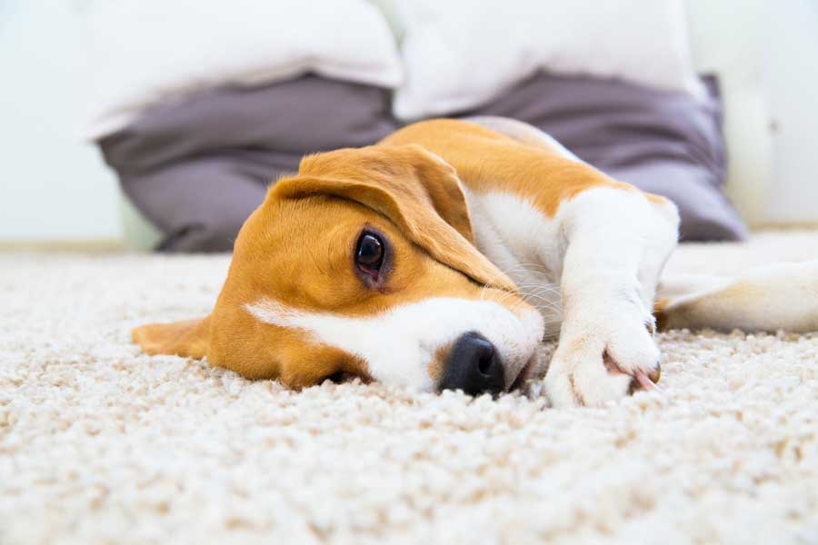 What to Do About Pet Damaged Carpet in Your Apartment