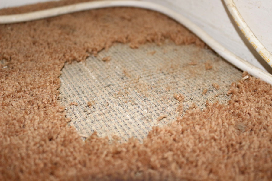 What Can You Do About Pet Damaged Carpet