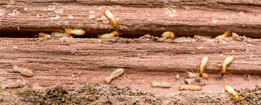 Wood Destroying Insects You Should Be Aware Of