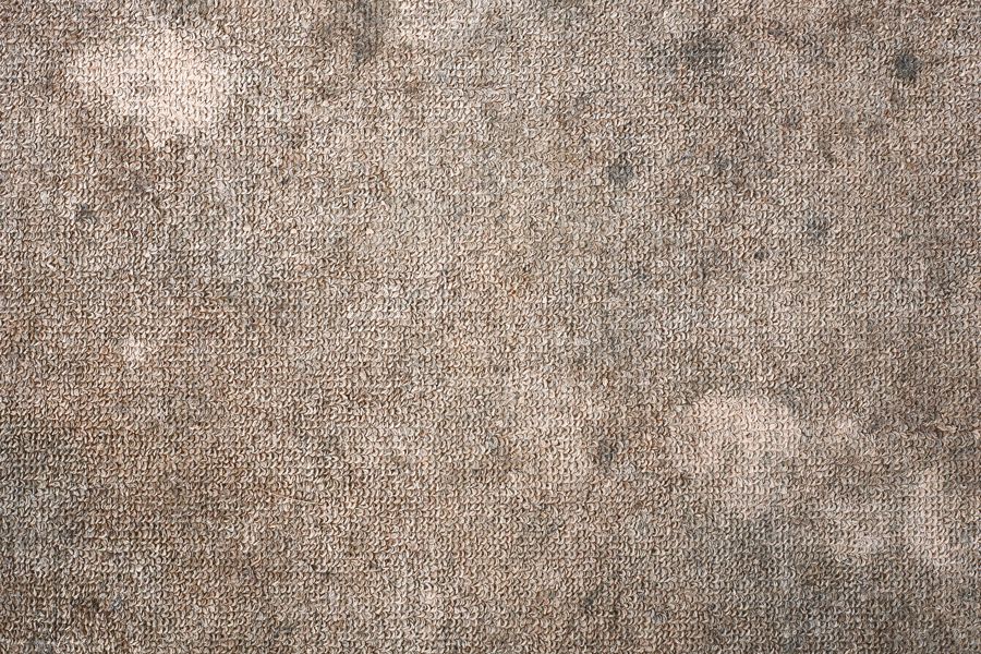 Mold and Your Carpet