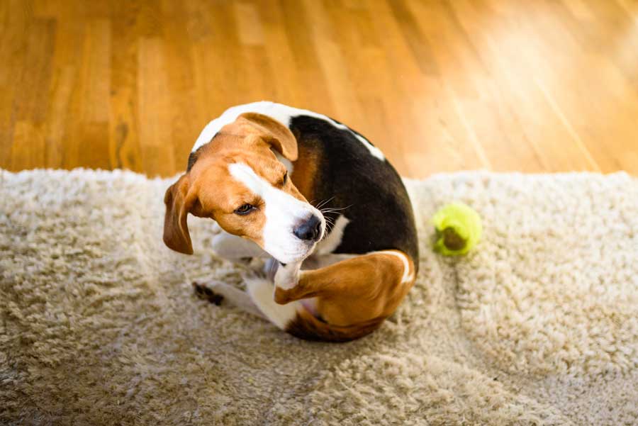 How to Get Rid of Fleas in Carpet in 5 Easy Steps