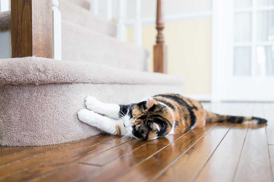 How would you go about patching this pet damaged carpet? I do have some  extra carpet and underlaying material : r/Flooring