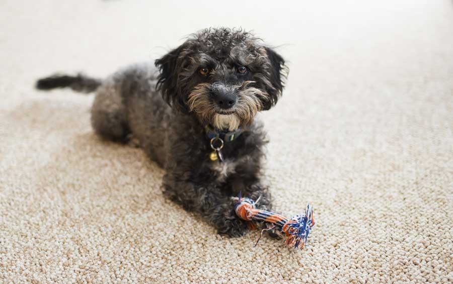 How to Discourage Pets from Chewing on Your Carpets