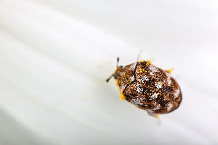 Banish Carpet Beetles with These Prevention Tips from Carpet Stretch & Rescue