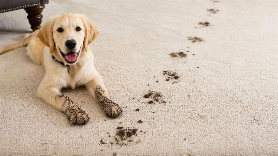 Common Culprits That Mean Your Carpets Need a Rescue