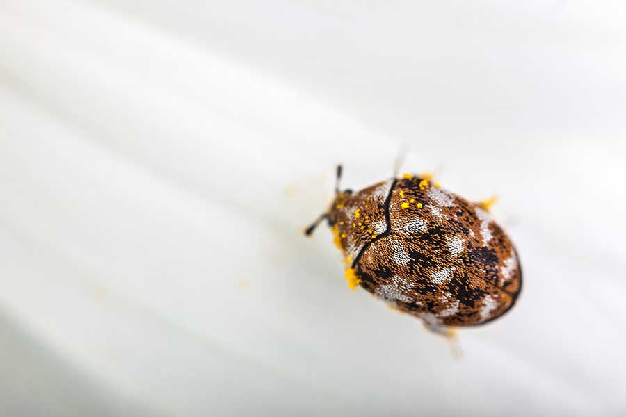 What to Do About Carpet Beetles