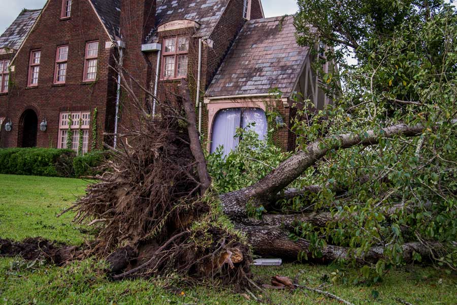 How to Dispose of a Fallen Tree