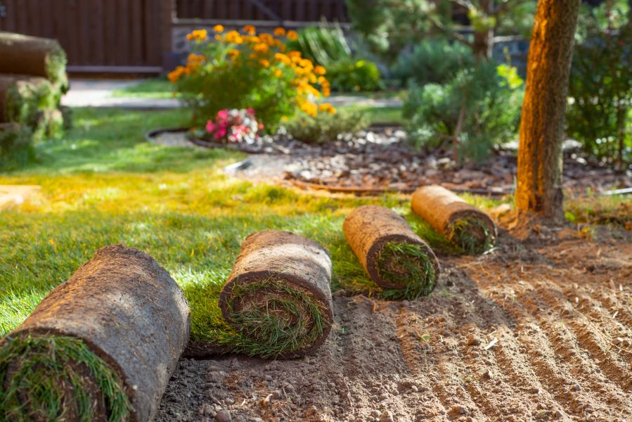 Roll Out the Sod Carpet
