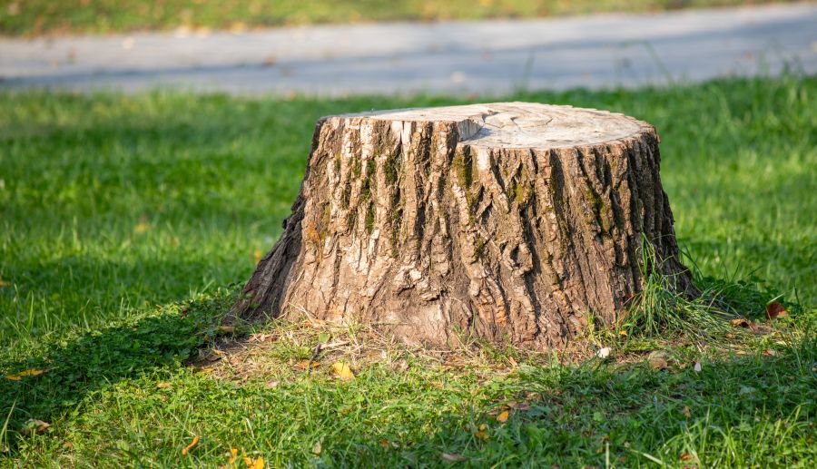 Grind Out Those Pesky Tree Stumps