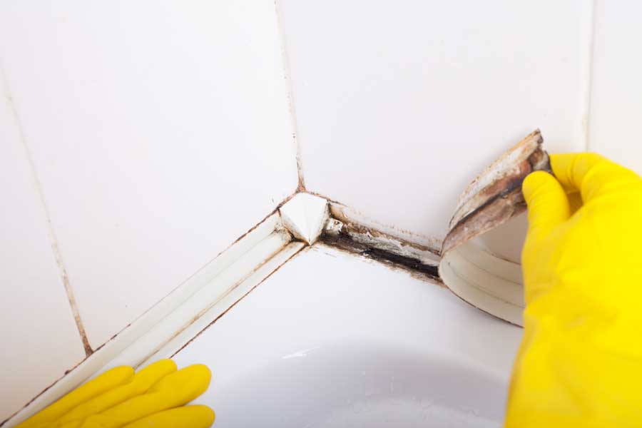 Understanding the Dangers of Black Mold