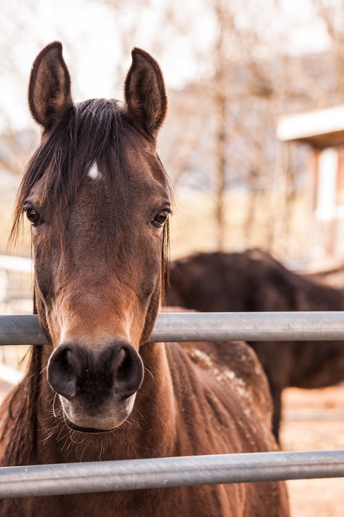 Partnering with a 1200lb animal to help us learn how to be our authentic selves, Local Health Connect Podcast